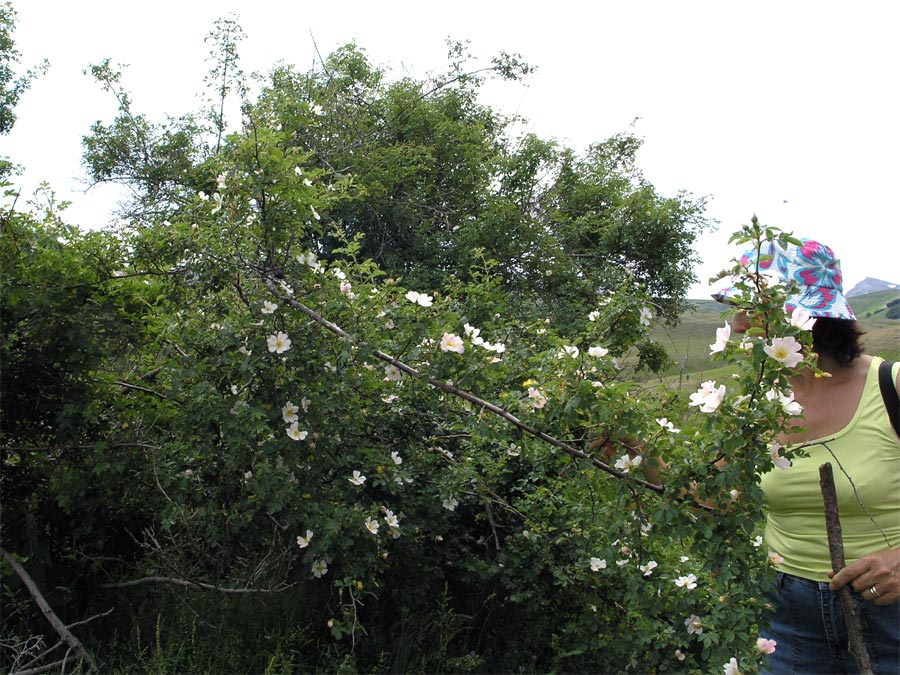 La rosa canina in fiore